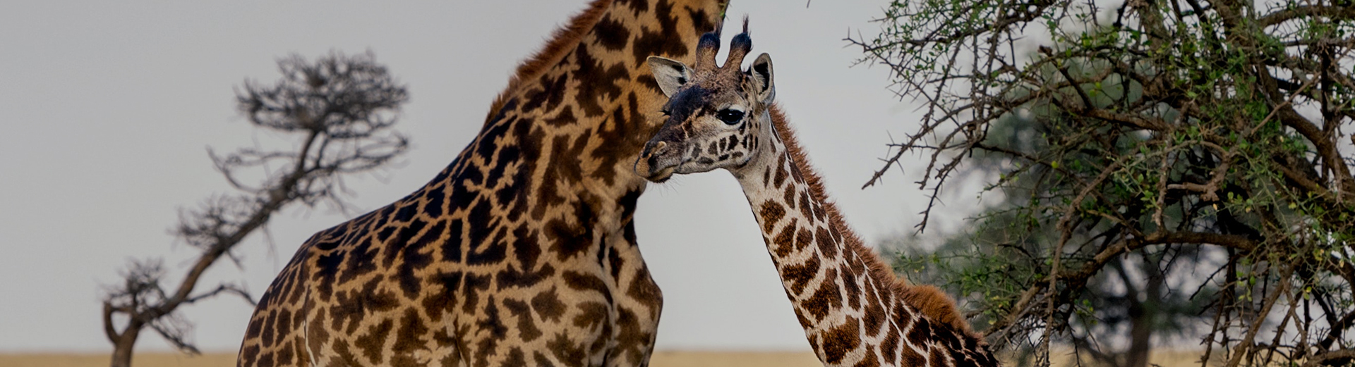 Educational Training and Vocational Supports